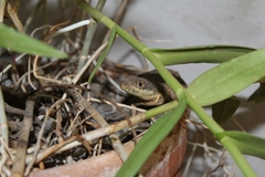 Tropidurus