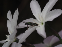 Callistochlora chloris