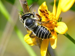 Megachile montivaga