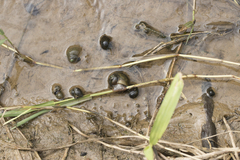 Pomacea canaliculata