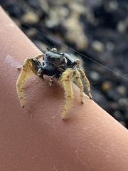 Phidippus arizonensis