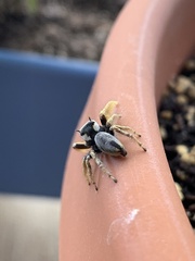 Phidippus arizonensis