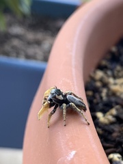 Phidippus arizonensis