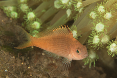 Cyprinocirrhites polyactis