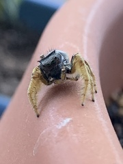 Phidippus arizonensis
