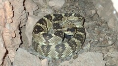 Crotalus molossus molossus