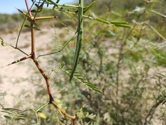 Megaphasma denticrus