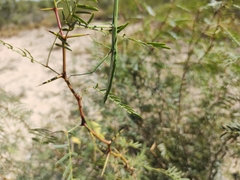 Megaphasma denticrus