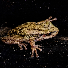Scinax nasicus