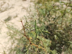 Megaphasma denticrus