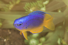 Pomacentrus coelestis