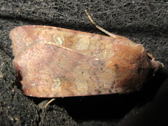 Diarsia canescens
