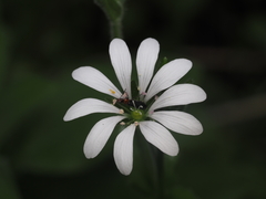 Stellaria chilensis
