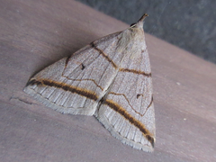 Zanclognatha griselda