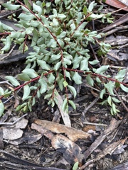 Grevillea mucronulata