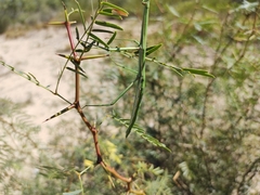 Megaphasma denticrus