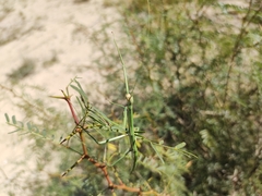 Megaphasma denticrus