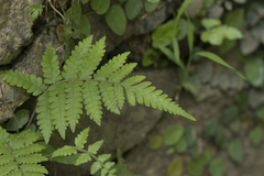 Christella parasitica