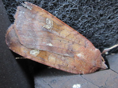 Diarsia canescens