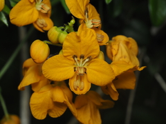 Senna stipulacea
