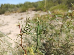 Megaphasma denticrus