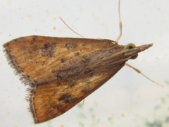 Udea ferrugalis