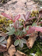 Sibbaldiopsis tridentata