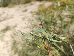 Megaphasma denticrus