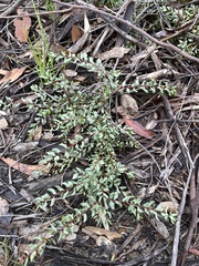 Grevillea mucronulata