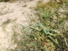 Megaphasma denticrus