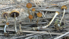 Psilocybe
