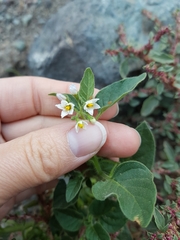 Solanum physalifolium nitidibaccatum