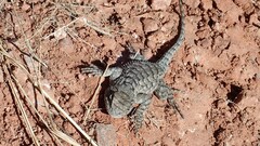 Sceloporus clarkii