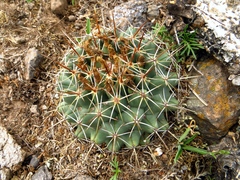 Coryphantha clavata clavata