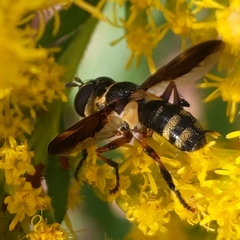 Trichopoda plumipes