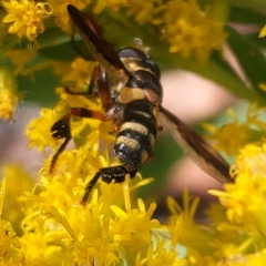 Trichopoda plumipes