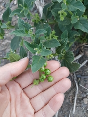 Solanum physalifolium nitidibaccatum