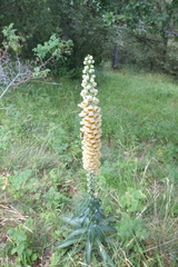 Digitalis ferruginea