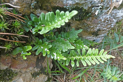 Polypodium vulgare
