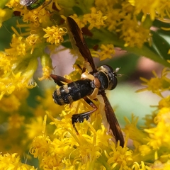 Trichopoda plumipes