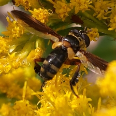 Trichopoda plumipes