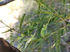 Stagmomantis resacae