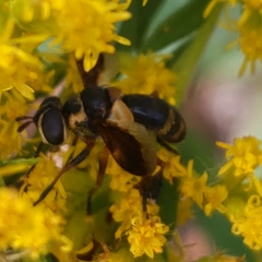 Trichopoda plumipes