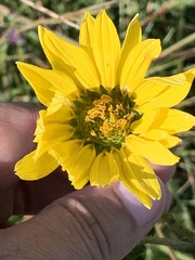 Silphium gracile