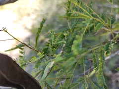 Stagmomantis resacae