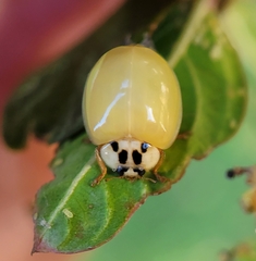Harmonia axyridis