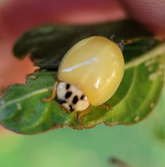 Harmonia axyridis