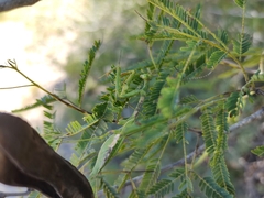 Stagmomantis resacae