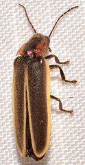 Photinus ardens