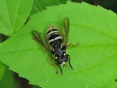 Temnostoma excentrica